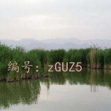 û