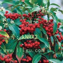չ滮
