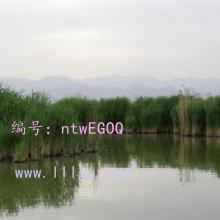 û