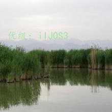 ȫ