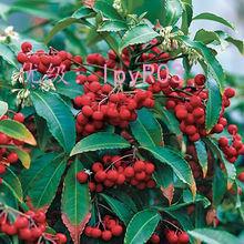 չ滮