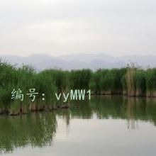 Բ