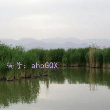 Ը