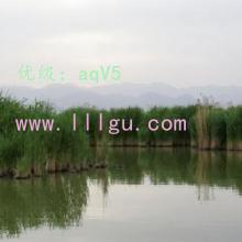 Ը