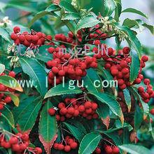 չ滮